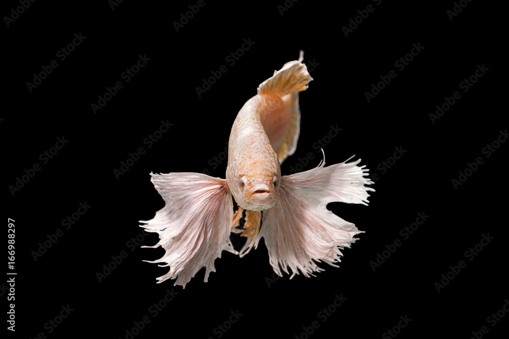 siamese fighting fish siamese fighting fish