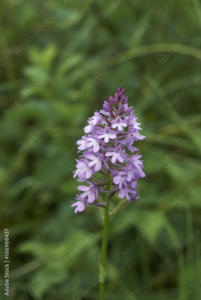 Fototapeta premium Anacamptis pyramidalis inflorescence