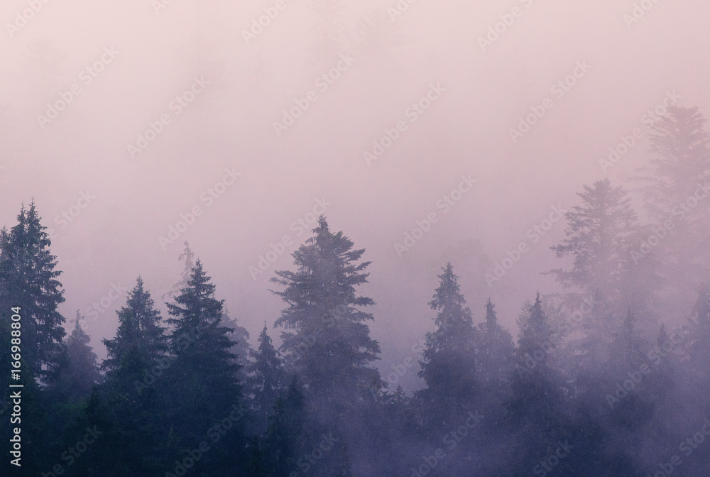 Foggy morning summer landscape with fir trees, seasonal travel hipster background