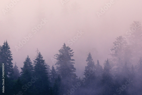 Foggy morning summer landscape with fir trees, seasonal travel hipster background © Roxana