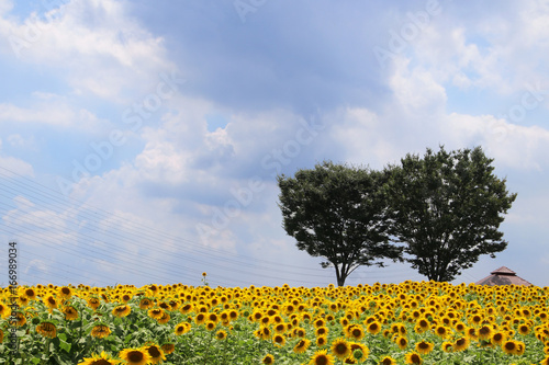 Sunflower Meadow 