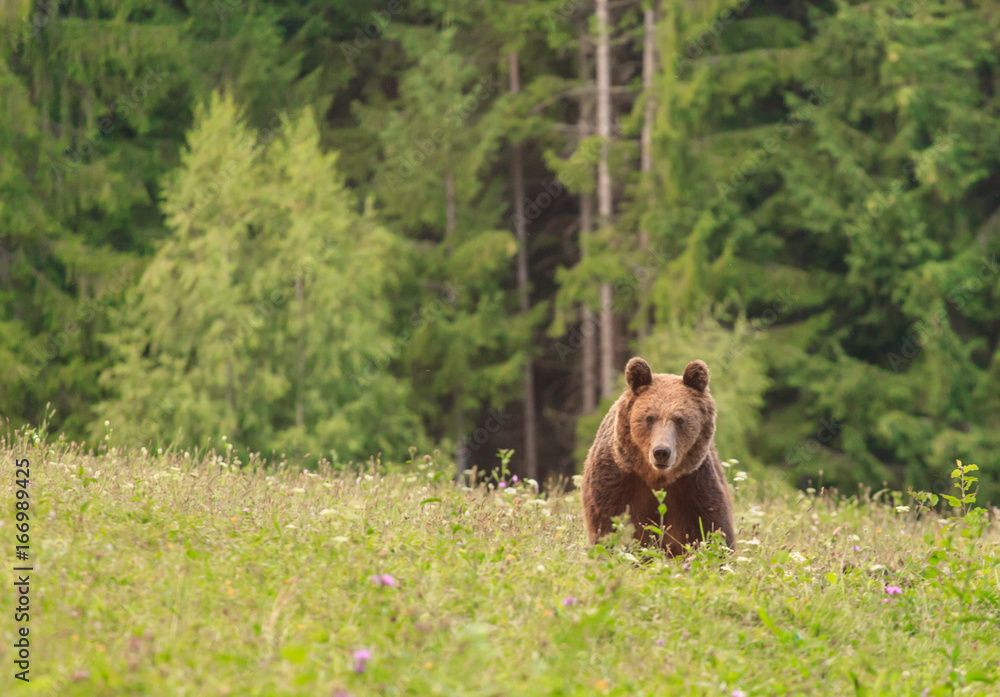 Brown bear