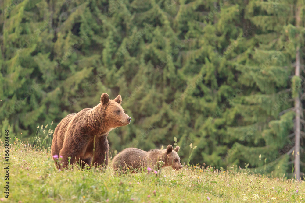 Fototapeta premium Mother bear with cub