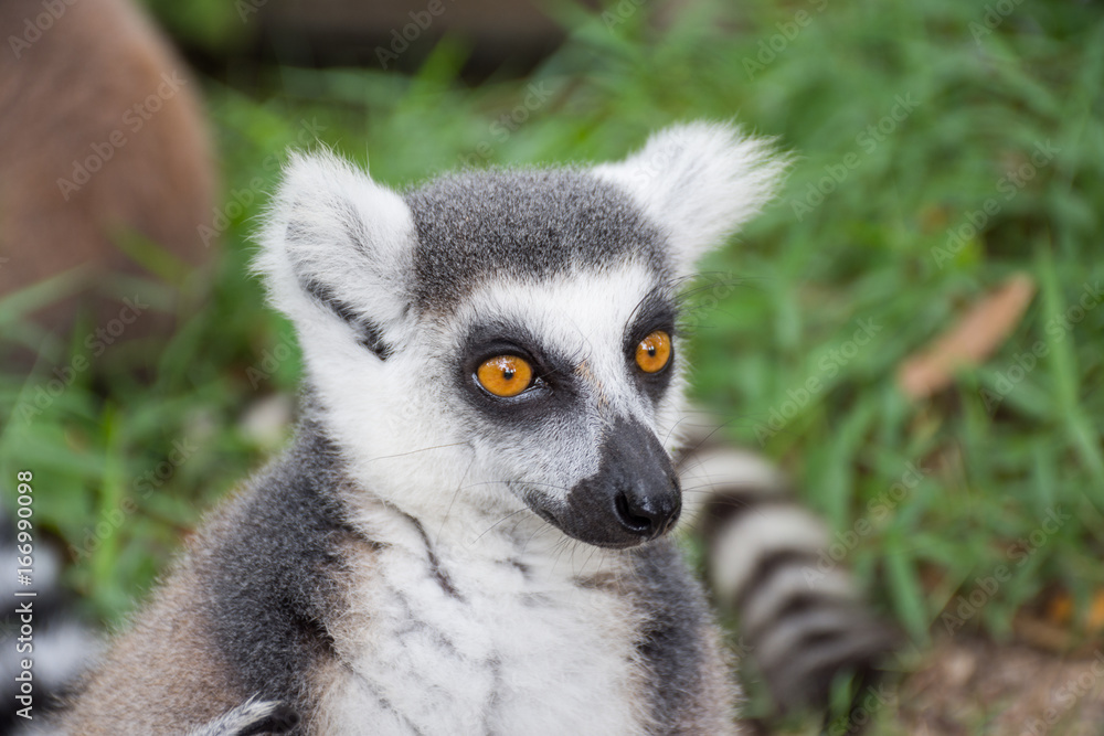 Fototapeta premium lemur