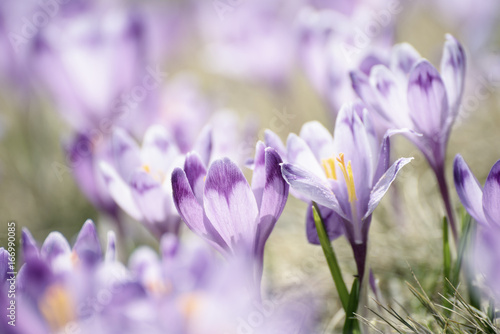 Beautiful violet crocus flowers growing on the dry grass, the first sign of spring. Seasonal easter background.