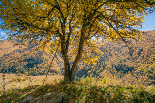 Fototapeta Naklejka Na Ścianę i Meble -  autumn landscape of the mountains in Georgia