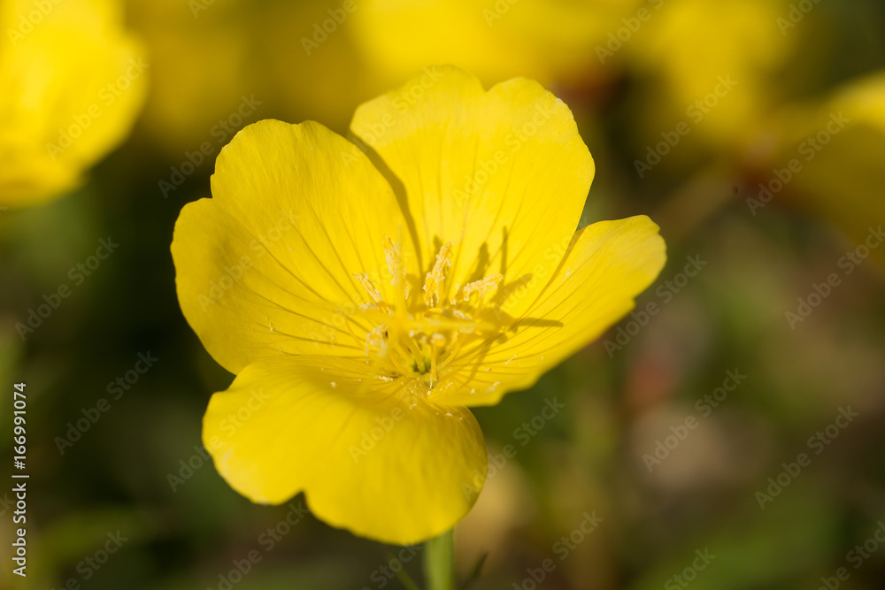 Bright yellow flowers growing in the summer garden. Beautiful flower closeup. Shallow depth of field macro photo. Bright yellow flowers growing in the summer garden. Beautiful flower closeup. Shallow depth of field macro photo.