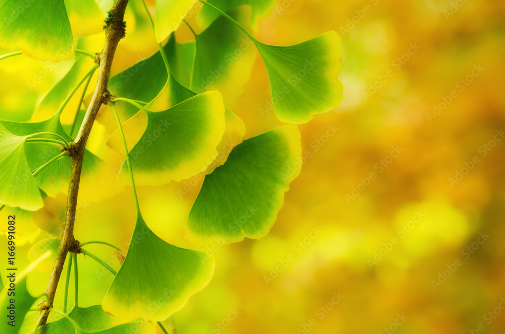Green and yellow fall leaves of Ginkgo Biloba - healing plant, nature sunny background Green and yellow fall leaves of Ginkgo Biloba - healing plant, nature sunny background