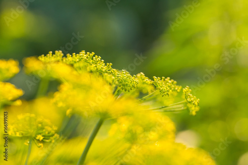 Bright dill flower closeup. Dills flowering in the garden in summer. Good spice for food. SHallow depth of field photo.