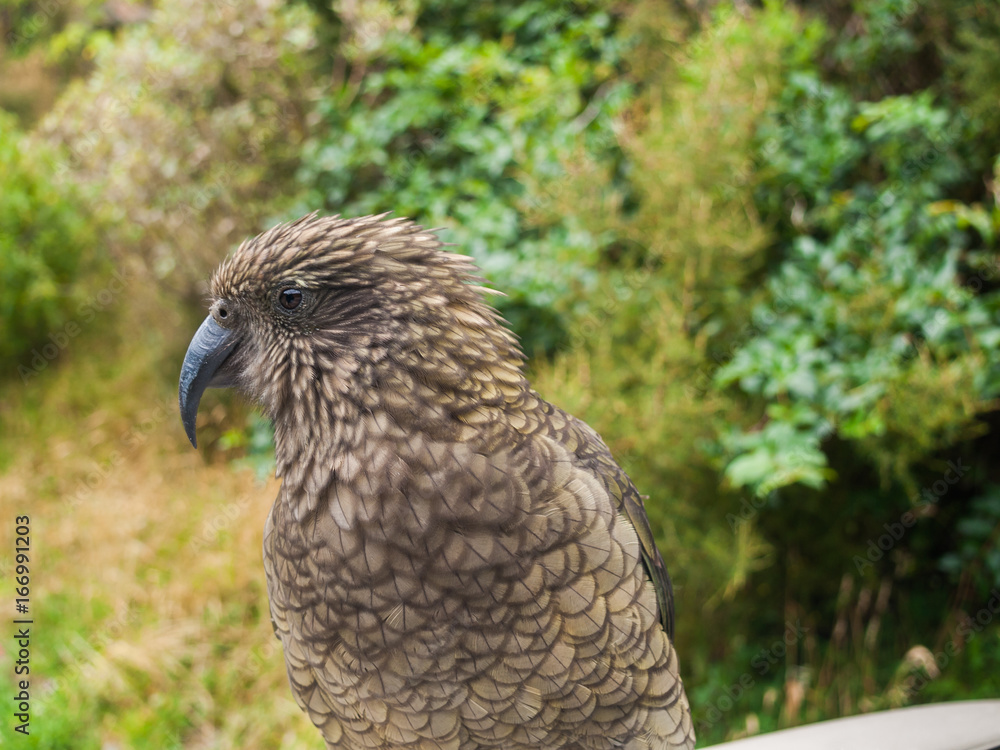 Obraz premium The very rare Kea alpine parrot bird from new zealand. Kea birds are in decline and are classes as a vulnerable species. New zealand parrot.
