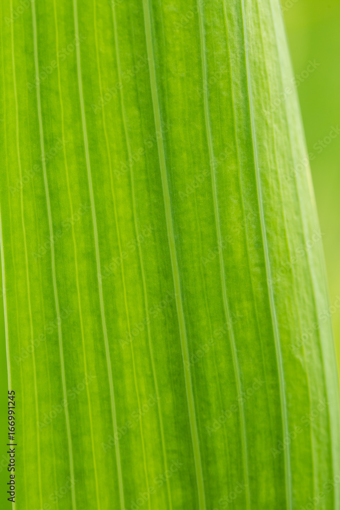 Beautiful closeup of a gladiolus leaves. Abstract green background. Shallow depth of field photo. Beautiful closeup of a gladiolus leaves. Abstract green background. Shallow depth of field photo.