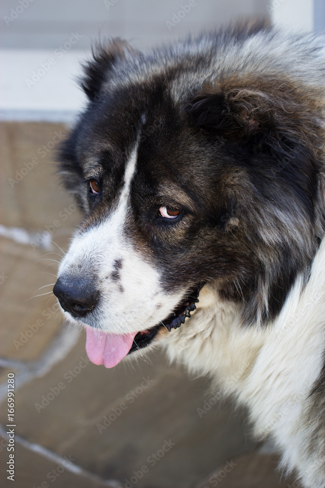 Caucasian Shepherd a large guard dog.