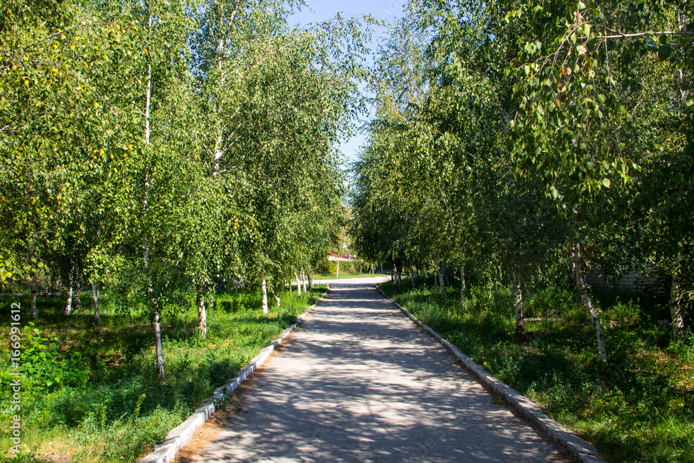 Alley with young birch trees in a park on summer