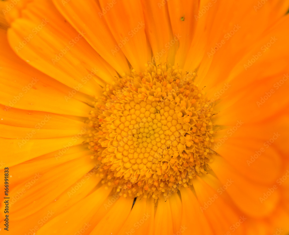 A beautiful bright calendula from tom. English marigold close-up. Shallow depth of field photo. A beautiful bright calendula from tom. English marigold close-up. Shallow depth of field photo.