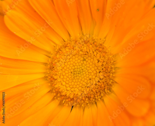 A beautiful bright calendula from tom. English marigold close-up. Shallow depth of field photo.