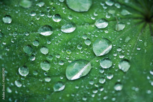 Dew drops on a green leaf. Placer of diamonds. Rain, dew. Background, texture of drops of dew