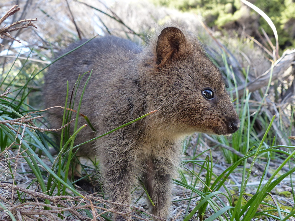 Quokka Quokka