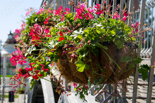 Fototapeta Naklejka Na Ścianę i Meble -  Hanging flowerpot with pink geranium flowers outdoor