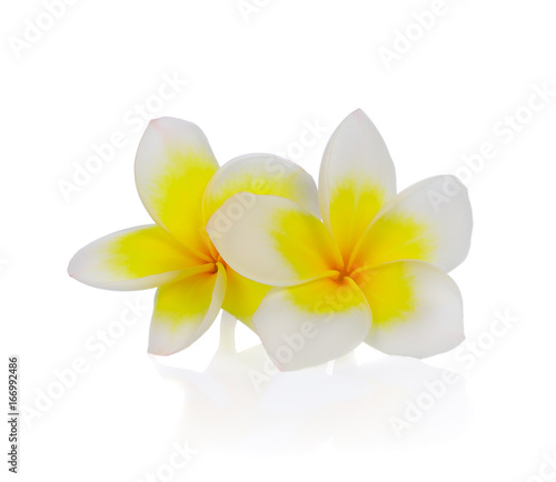 Frangipani Flower or Plumeria Isolated on White Background