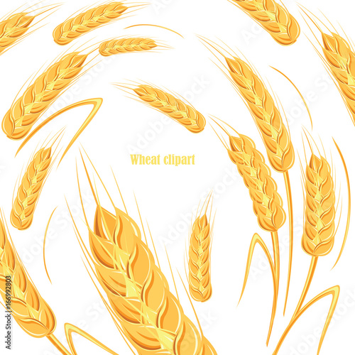 Template for bread design. Banner for beer label, cereal products. Vector illustration. photo