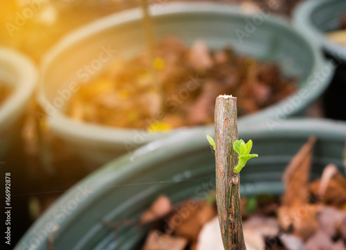 Young leaf growth from seedling photo