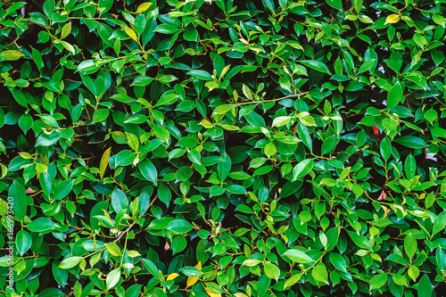 Green tree wall for background