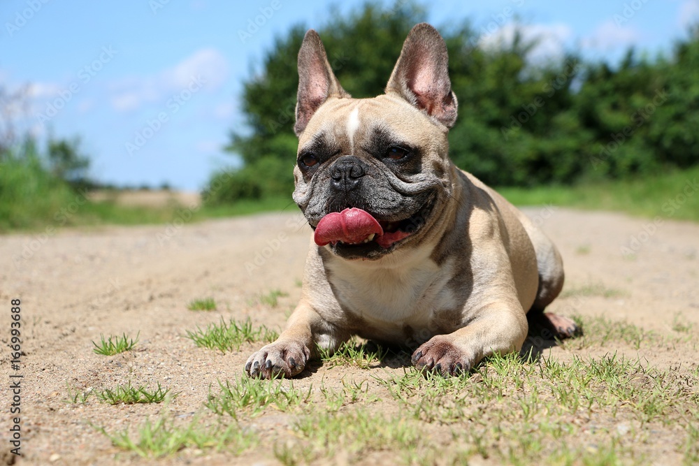 Portrait einer Französischen Bulldogge in der Sommer Sonne