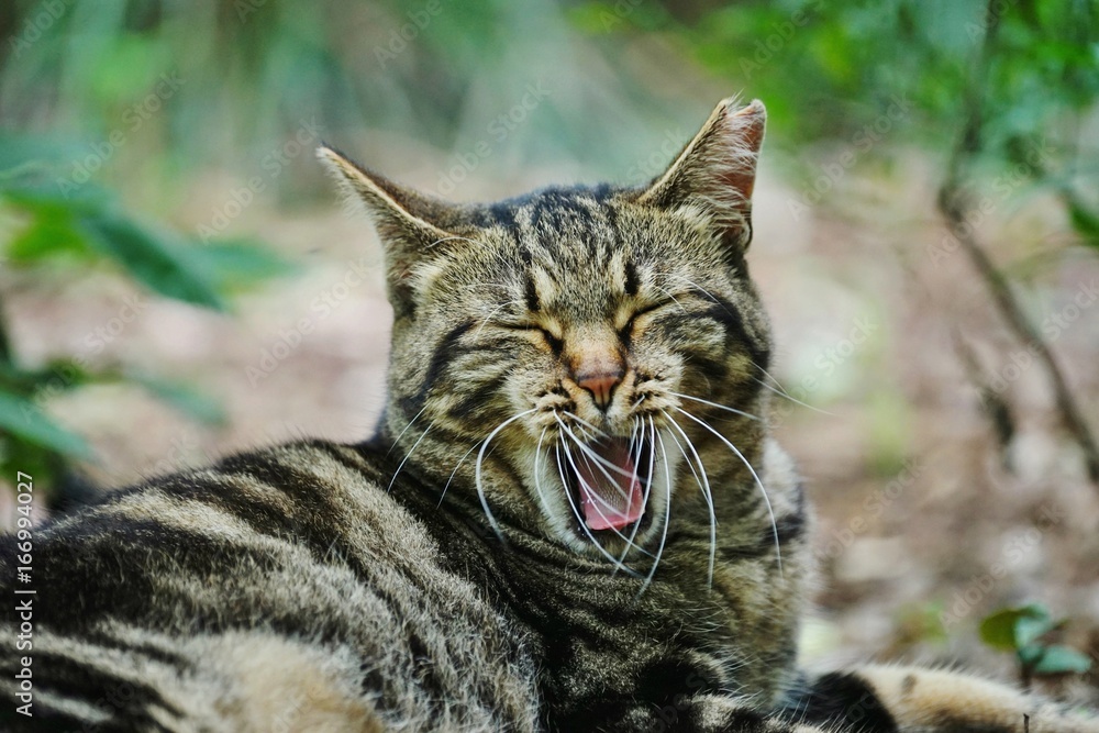 Obraz premium あくびをする猫