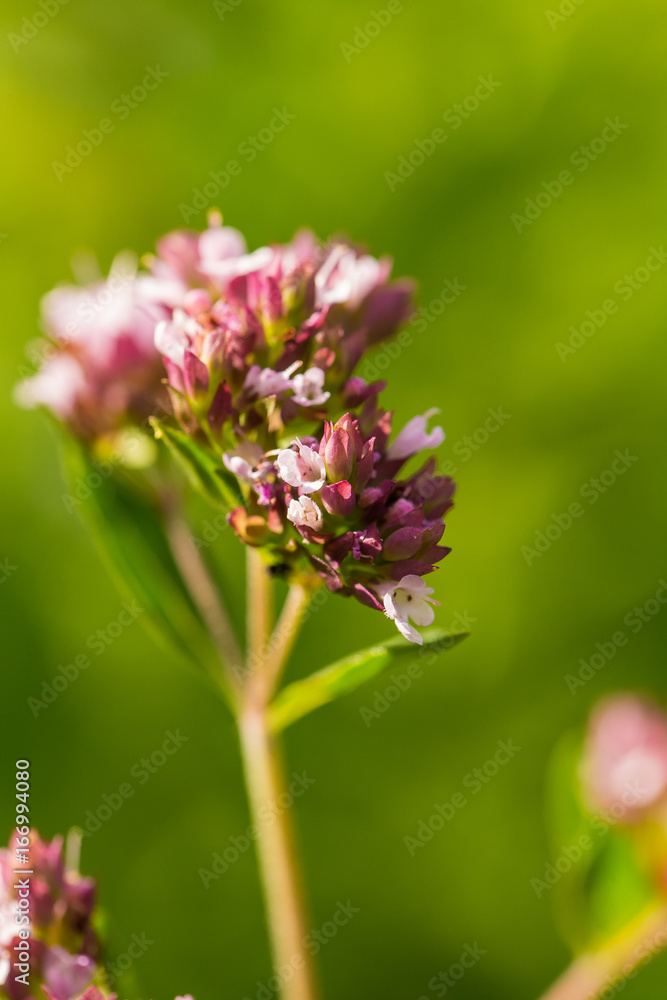 Obraz premium A beautiful oregano flowers in a garden ready for tea. Good spice for meat. Vibrant summer garden. Shallow depth of field closeup photo.