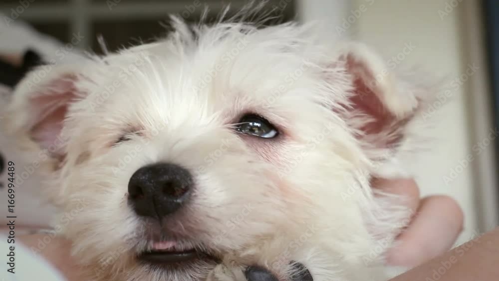 Portrait Shot of Young West Highland Puppy Portrait Shot of Young West Highland Puppy