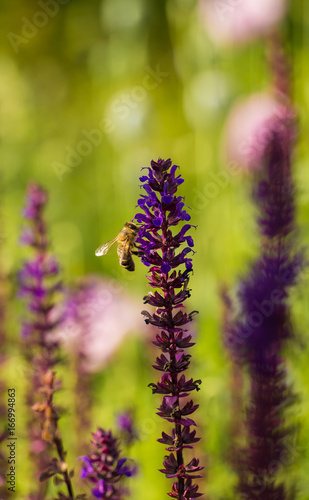 A beautiful purple salvia nemorosa flowers in a garden. Flower closeup. Shallow depth of field photo.