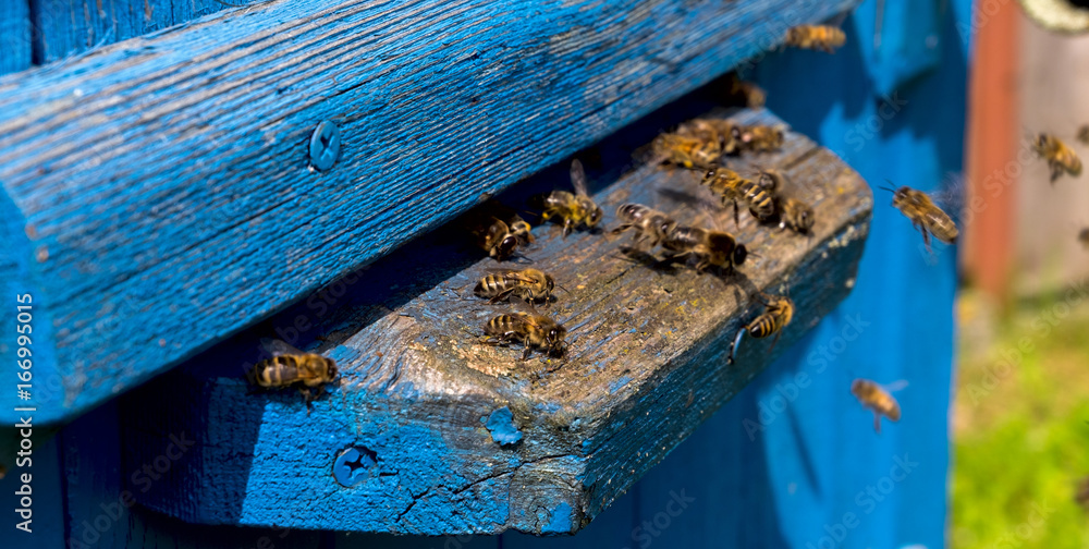 Life of bees. Worker bees. The bees bring honey. Life of bees. Worker bees. The bees bring honey.