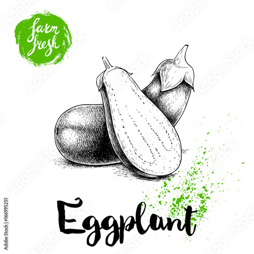 Hand drawn sketch whole eggplants with hal cut aubergine composition. Illustration isolated on white background. Farm fresh ecological vegetables artwork.