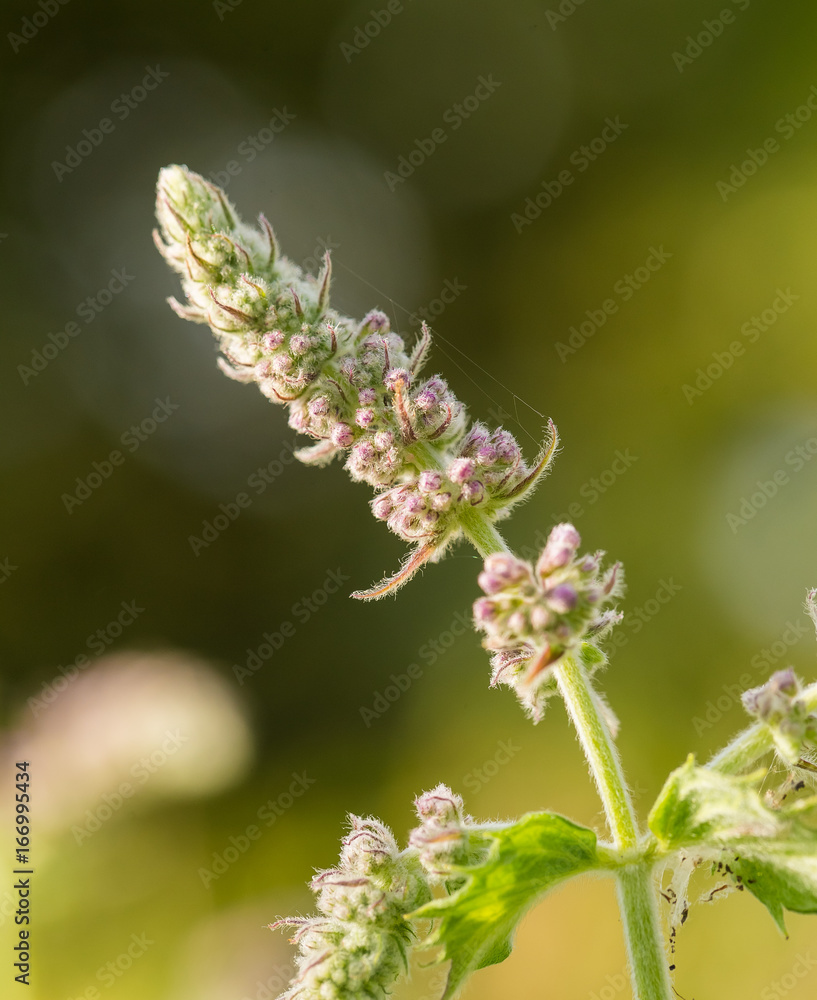 Beautiful purple flowers growing in the garden. Blue flowers in a sunny yard. Shallow depth of field closeup photo.
