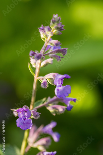 Beautiful purple flowers growing in the garden. Blue flowers in a sunny yard. Shallow depth of field closeup photo.