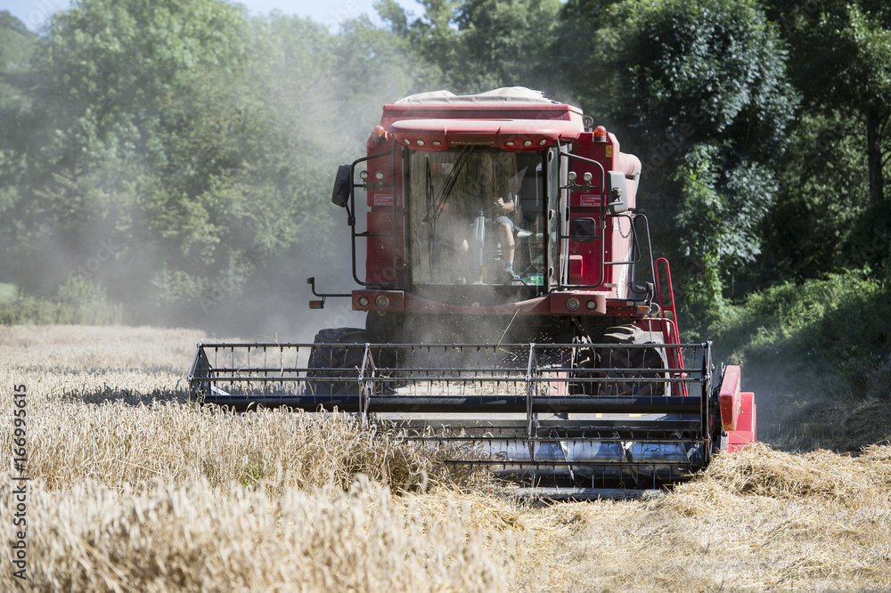 Fototapeta premium moissons à séverac d'aveyron