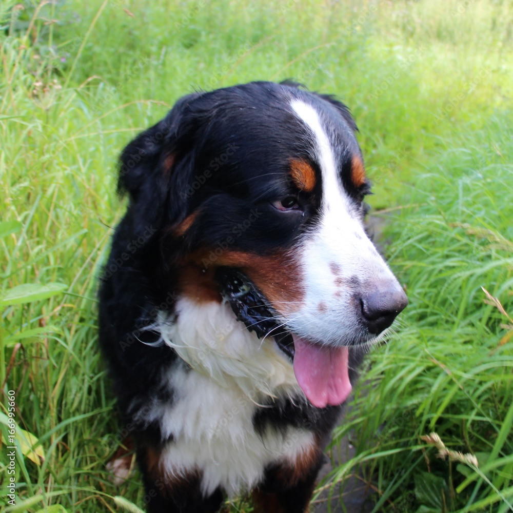 Bernese mountain Dog on a walk in the Park. Portrait of a Bernese mountain dog.