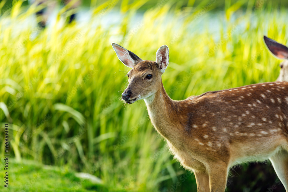 close-up view of beautiful young brown deer looking at camera outdoors close-up view of beautiful young brown deer looking at camera outdoors