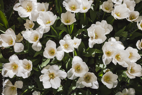 Field of white tulips