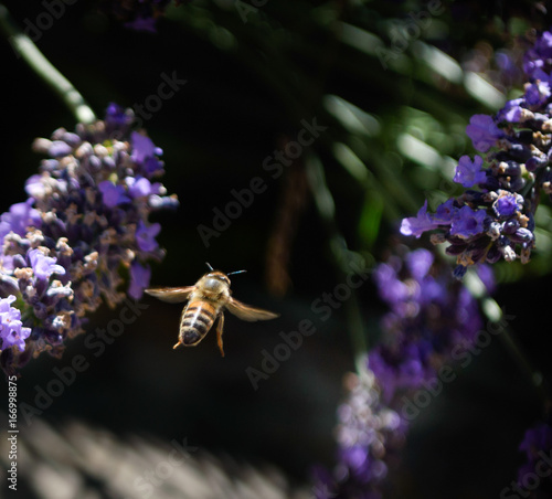 bee flying into lavender