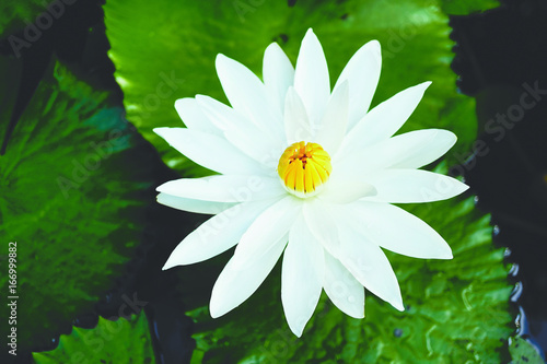 Close-up of one open lotus flower with white petals and closed yellow core in a dark lake with green leaves.