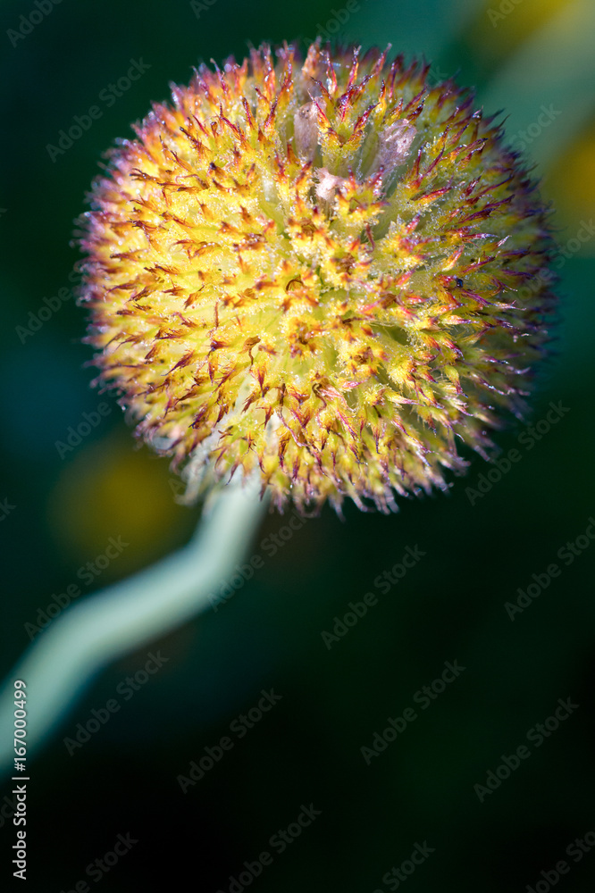 A cluster of Gaillardia aristata, Blanket flowers, going to seed A cluster of Gaillardia aristata, Blanket flowers, going to seed