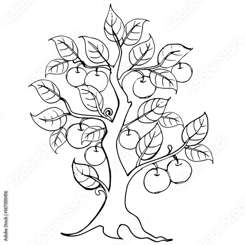 Hands drawing apple tree. Vector artwork. Illustration for the invitation, the elements of brand book, logo