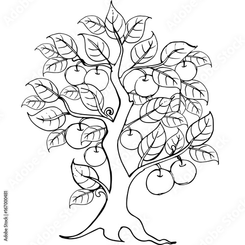 Hands drawing apple tree for the anti stress coloring page
