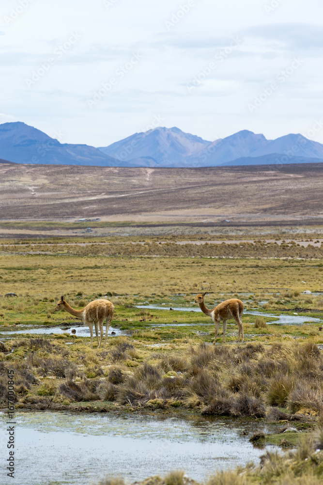 Naklejka premium landscape in Andes. Peru.