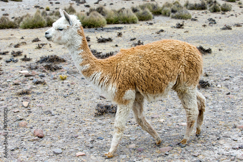 lamas in Andes Mountains  Peru