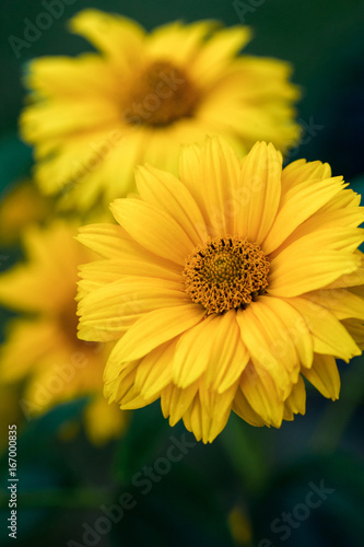 Yellow flowers on a green background