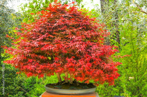 Bonsai tree photo