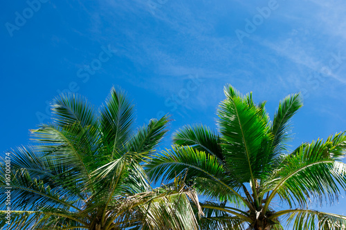 Coconut palm trees