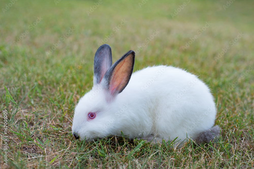 White rabbit grazing on a green meadow White rabbit grazing on a green meadow